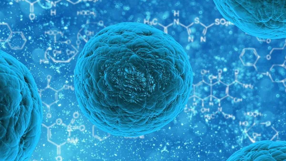 which is the End Result of Cytokinesis from a Cell Undergoing Mitosis?