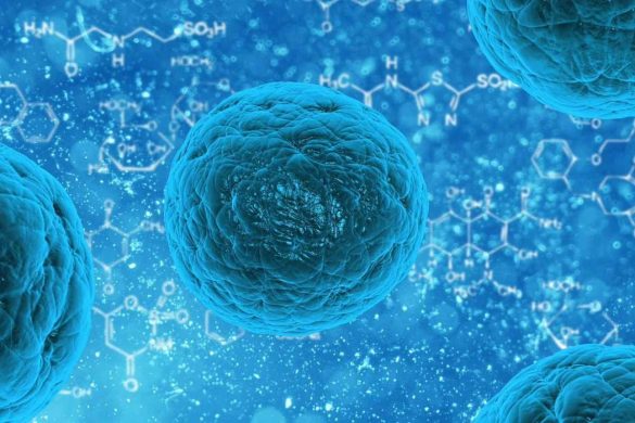 which is the end result of cytokinesis from a cell undergoing mitosis?