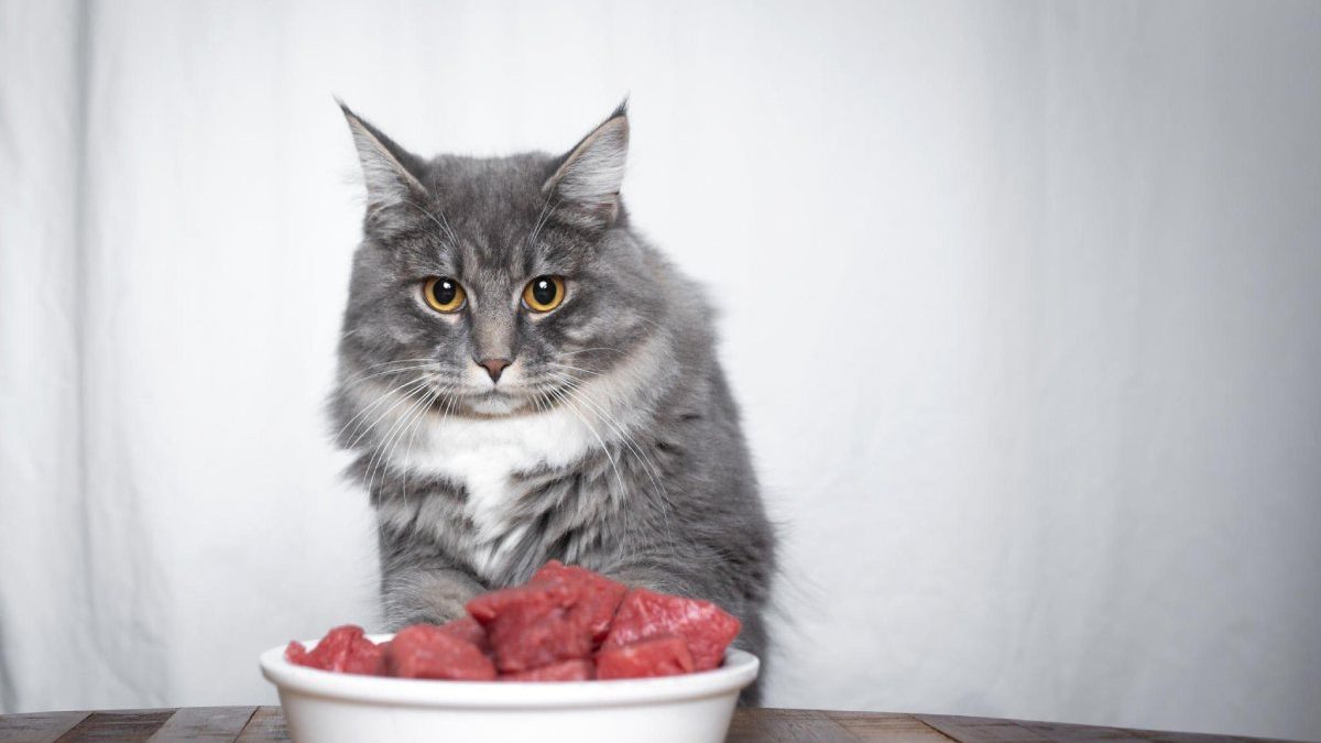 Can Cats Have Salami? Little or More